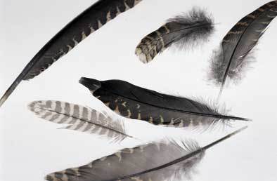 How to join the Shooting Times Woodcock Club