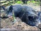 The wild boar's legal status still in doubt