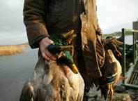 The UK's bird flu guardians