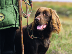 First gundog training