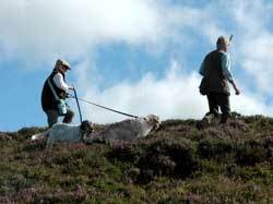 EU to scrap link between farm subsidies and wildlife law?