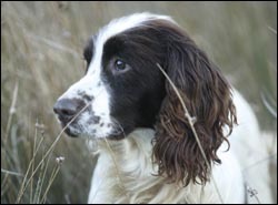 Keeping gundogs keen
