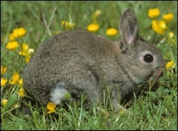 French-style rabbit recipe