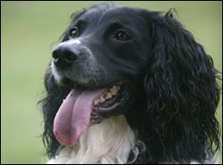 Working dog thefts double in past year