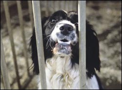 Should my gundog live in the family house or a kennel?