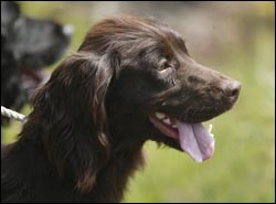 How can I stop my dog from whining while he waits?