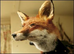 Can you advise me on restoring a fox's mask?