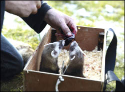 Should I get Hobs or Jills when buying ferrets?