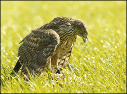 Kestrels suffer in 2006