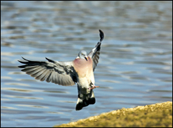 Study backs shooting woodpigeon