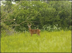 Could ancient hedges have served any function where roe deer are concerned?