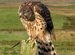 RSPB accuses gamekeepers of 'wiping out' birds of prey