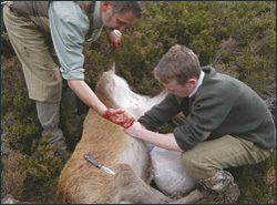 European game disposal laws threat