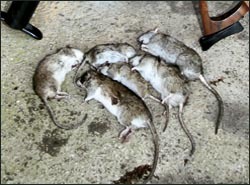 Pest Control