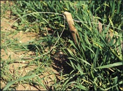 Scottish snaring decision unveiled