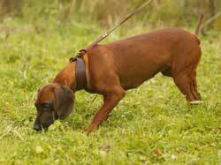 Gundogs: how scent works