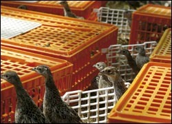 Animal laws tightened in England and Wales