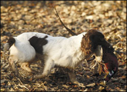 How can I help my spaniel suffering from Urticaria?