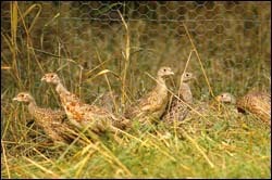 The laying pen layout