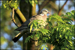 What is meant by protecting crops from pigeon?