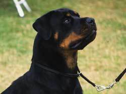 Do you think a rottweiler could be trained as a gundog?