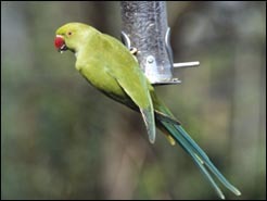 Parakeets �eradicated�