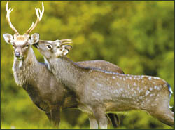 Bluetongue disease should have no effect on shooting