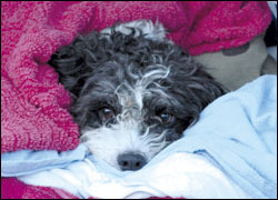 Can you help my dog with its phantom pregnancy?