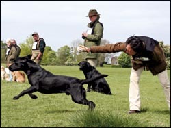 Do I want a spaniel or a labrador?