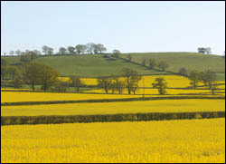The yellow peril