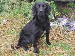 Do I train my springador as a spaniel or as a lab?