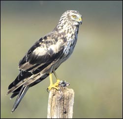Bowland raptors flourshing