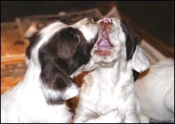 Is buying two puppies together a bad idea?