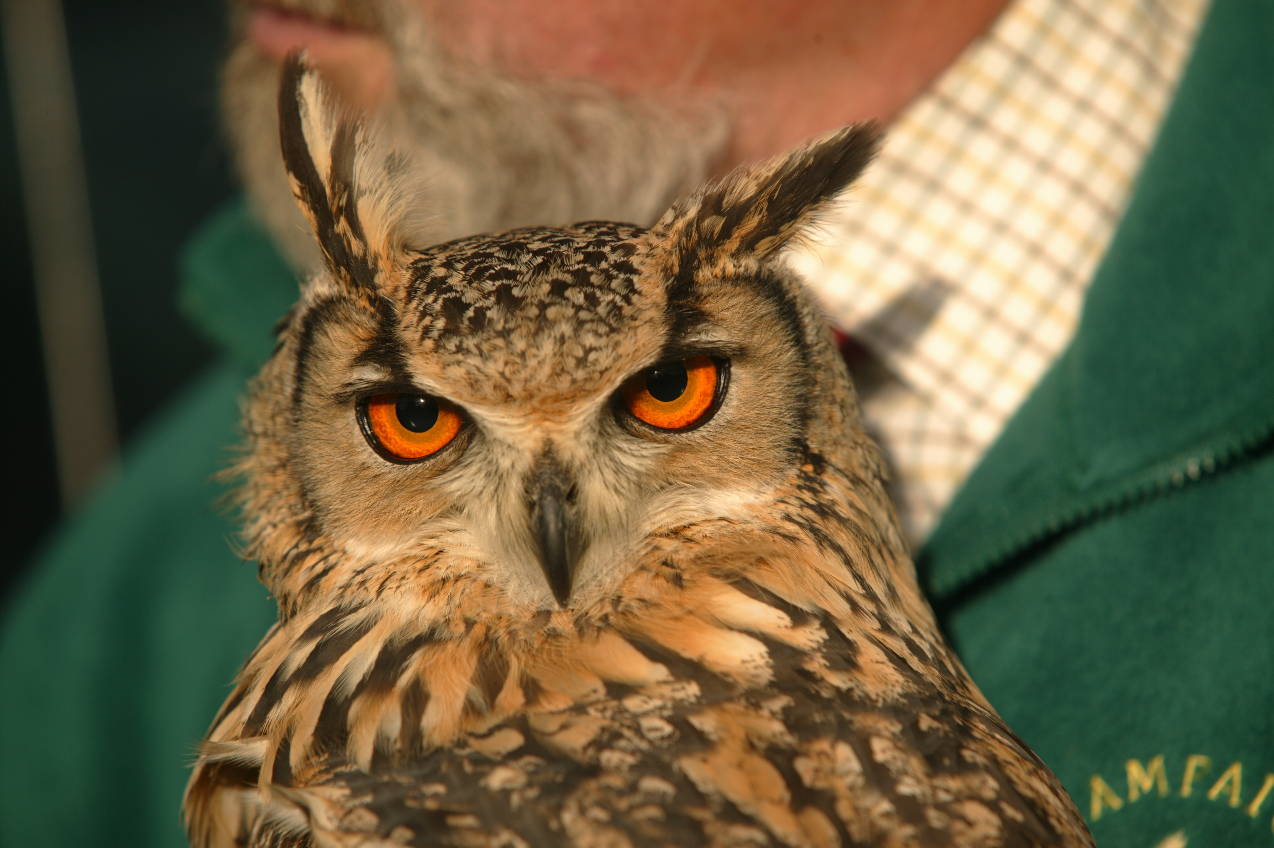 Eagle owl raids harrier nest