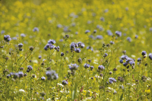 Natural England abandons rights-of-way project
