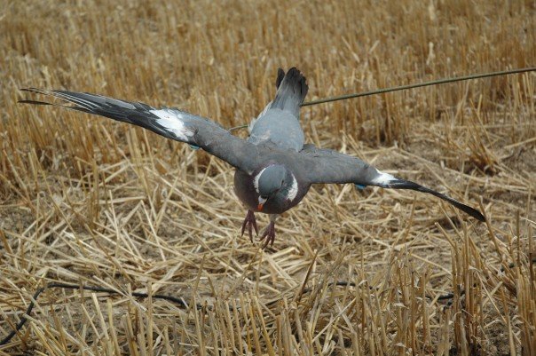 Why would my gundog not pick a flapping pigeon?