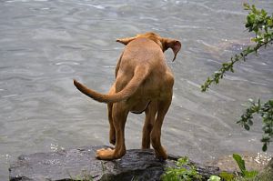 Do Hungarian vizslas make good family pets?