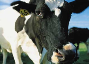 Foot-and-mouth suspected in Kent