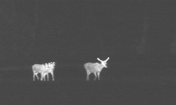 Counting deer in the dark