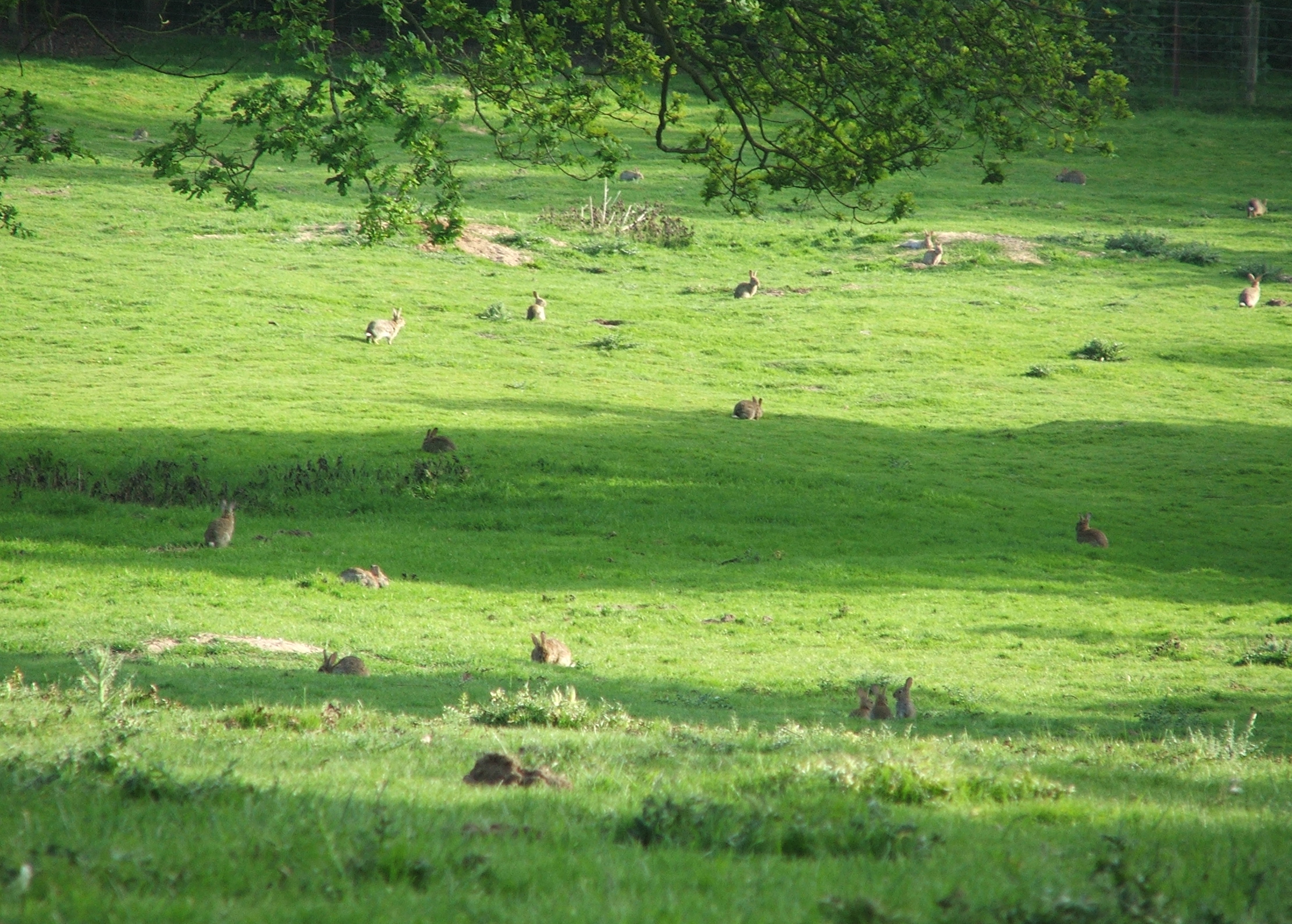 Rabbit culling law scrapped