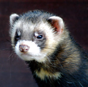 Why does my polecat try to bite?