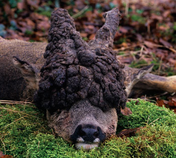 Does this deer have a perruque head?