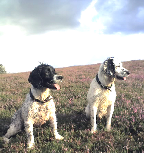 2008 Springer Spaniel Gundog Championship