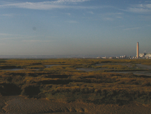Wildfowling clubs to merge