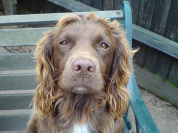Can I legally shoot dogs destroying my animals?