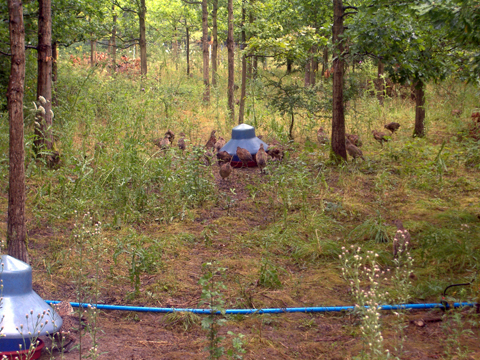 New research supports gamekeepers viewpoint