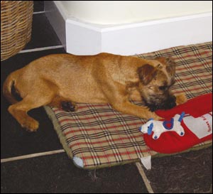 Are Irish terriers difficult to train?