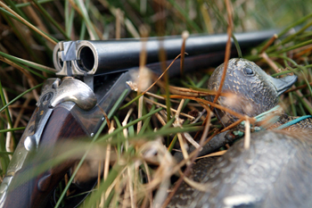 Wildfowling - media twists trip to the foreshore 