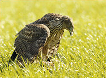 RSPB calls for end to �raptor persecution�