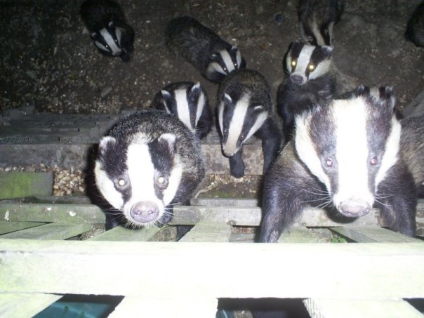 TV cull report leads to threats